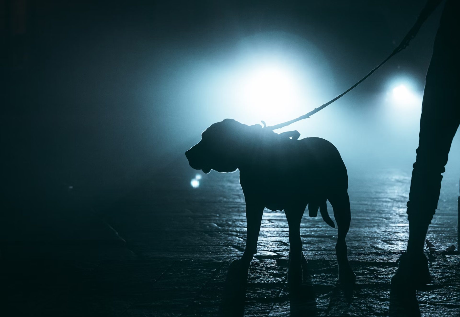 You should carry an EDC light wherever you go, but a lot of people don't - so we'll call it a dog walking light and see if that helps.